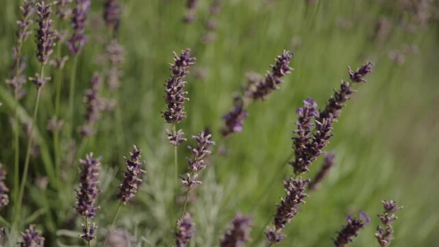 Lavendel  in wehendem Wind