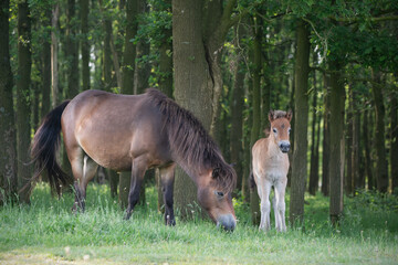 Exmoor Pony with foal