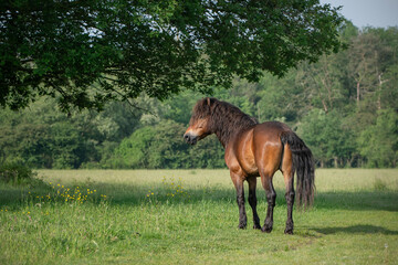 Exmoor Pony in the sun
