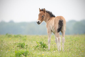 Exmoor Pony veulen kijkt om
