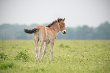 Omkijkend Exmoor pony veulen 
