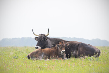Taurus with calf lying in the grass