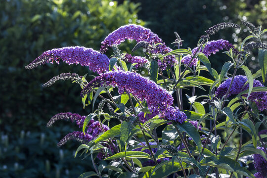 Schmetterlingsflieders, Sommerflieder  (Buddleja davidii)