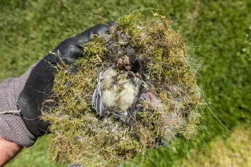 tote Kohlmeise (Parus major) in einem Nest