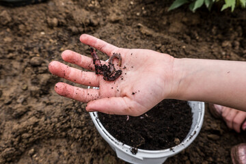 Regenwurm (Lumbricus terrestris) auf einer Kinderhand