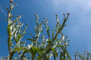 Gewöhnliche Eselsdistel (Onopordum acanthium)
