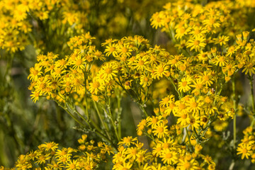 Jakobs-Kreuzkraut, Jakobs-Greiskraut (Senecio jacobaea)