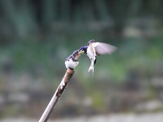 幼鳥に餌を与えるツバメ