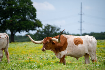 A white Longhorn bull with orange, brown patches and long, curved horns standing in a ranch pasture...
