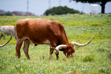 An orange and white Longhorn bull with long, curved horns grazing on the tender, green grass in a ranch pasture filled with yellow flowers.