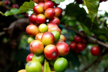 Organic Colombian coffee with farmers picking on the farm. harvesting robusta and arabica coffee berries by farmers hands, worker harvests arabica coffee berries on its branch, harvest concept.