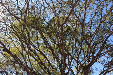 branches against blue sky