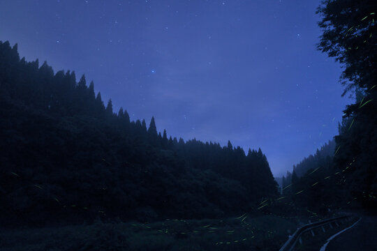 Tottori,Japan - July 2, 2024: Fireflies or Hotaria parvula or Hime botaru flying over Obara river at Fukumaki Hotaru no Kuni, Tottori, Japan, 
