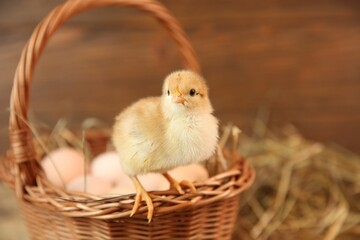 Cute chick and wicker basket on blurred background, space for text. Baby animal