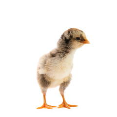 One cute chick isolated on white. Baby animal