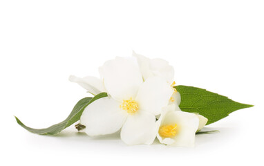 Branch of jasmine flowers and leaves isolated on white