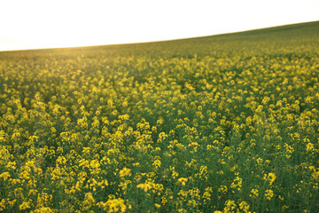 Beautiful view of field with blooming rapeseed on spring day