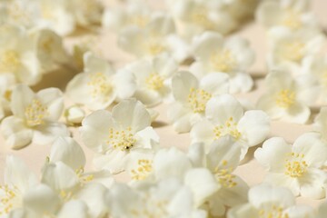 Many aromatic jasmine flowers on beige background, closeup