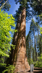 The base of the giant sequoia tree, Sequoiadendron giganteum, in Merced Grove in Yosemite National...