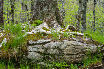 A close-up of the trunk of a yellow birch growing on a rock. This happens when the tiny winged leaves germinate in a rock crevice, and the roots spread laterally and then downward into the soil.