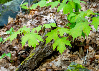 A close up of fresh green spring leaves of the sugar maple tree, Acer saccharum, in a beech-maple forest in Elk Knob State Park in the mountains of northwest North Carolina.