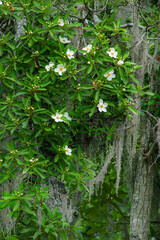 A closeup of a beautiful cluster of fragrant white loblolly bay flowers with a background of Spanish moss. The loblolly bay is a flowering tree native to semi-moist habitats in the southeastern US.