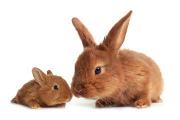 Obraz premium Mother rabbit and baby bunny isolated on white