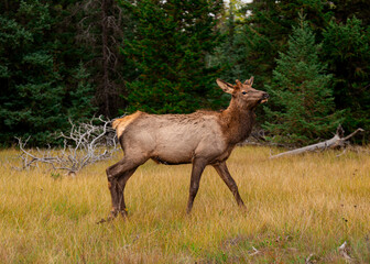 Wide Shot of an Elk Walking Through a Meadow in Alberta in the Fall