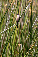 Red-whiskered bulbul in a swamp