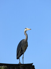 Gray heron against the blue sky