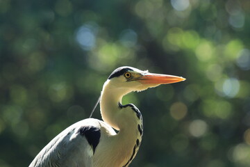 The grey heron (Ardea cinerea)