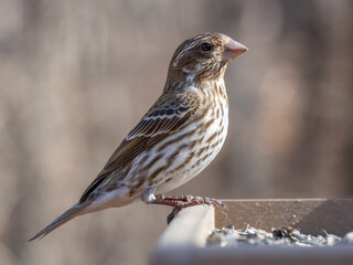 Close up of a female Purple FInch perched on a garden bird table feeder
