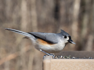 Close up of a Tufted Titmouse perched on a garden bird table feeder with sunflower seed