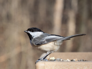 Close up of a Black-capped Chickadee perched on a garden bird table feeder © Christopher