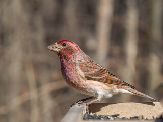 Close up of a male Purple FInch perched on a garden bird table feeder eating sunflower seed