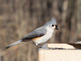 Close up of a Tufted Titmouse perched on a garden bird table feeder