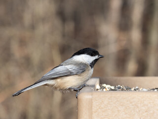 Close up of a Black-capped Chickadee perched on a garden bird table feeder