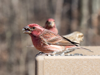 Close up of a male Purple FInch perched on a garden bird table feeder with sunflower seed