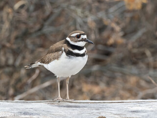 Adult Killdeer standing on a log