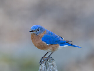 Close up of a bright male Eastern Bluebird perched on a garden fence post