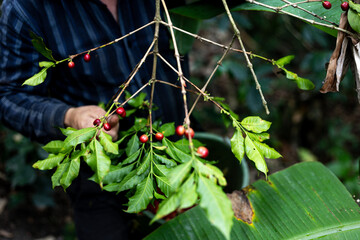 Organic Colombian coffee with farmers picking on the farm. harvesting robusta and arabica coffee berries by farmers hands, worker harvests arabica coffee berries on its branch, harvest concept.