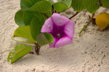 Plant with pink flower on the beach