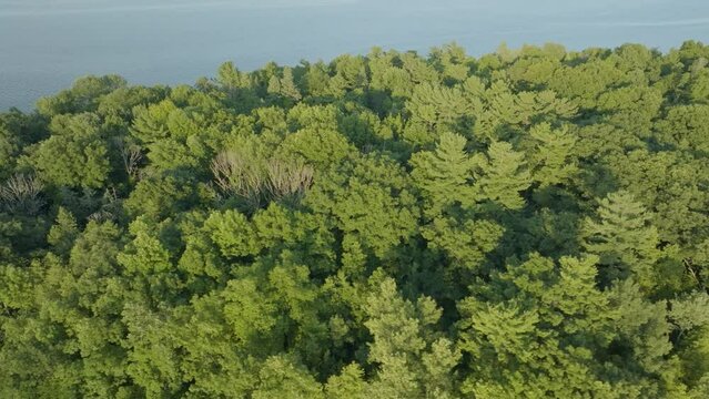 Island Forest in Lake
