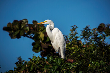 Uma garça branca grande (Ardea alba) sobre galhos da árvore