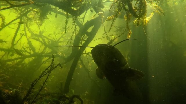 Magnificent low-angle shot of a giant catfish (Silurus glanis) under branches with sun rays streaming through, highlighting its long whiskers. Check my portfolio for similar footage.