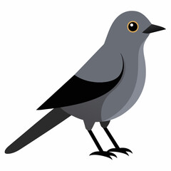 Townsend's Solitaire Bird Vector Illustration Graceful Wildlife Art