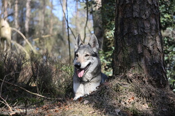 Tschechoslowakischer Wolfhund im Wald