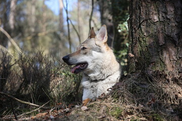 Tschechoslowakischer Wolfhund im Wald