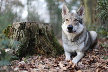Tschechoslowakischer Wolfhund im Wald