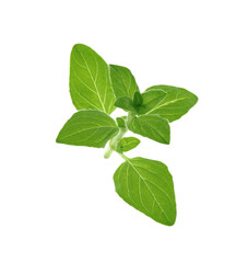 Sprig of fresh green oregano isolated on white